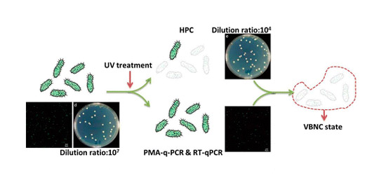 Lab water microbes